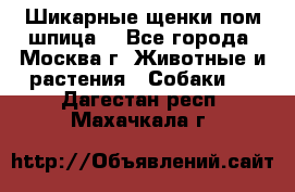 Шикарные щенки пом шпица  - Все города, Москва г. Животные и растения » Собаки   . Дагестан респ.,Махачкала г.